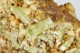 Lustrous, Yellow Apatite Crystals on Feldspar - Morocco #185468-1